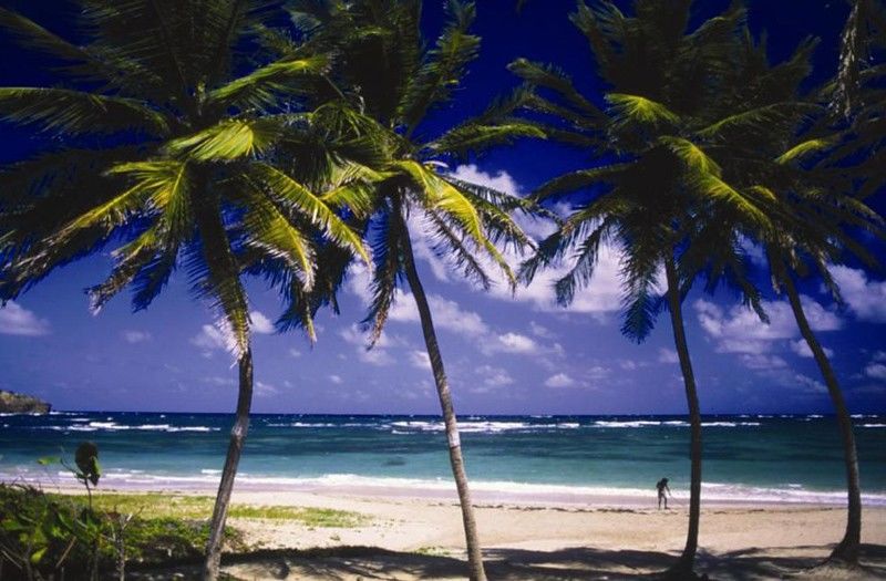 Cotton Bay Village Gros Islet Exterior foto